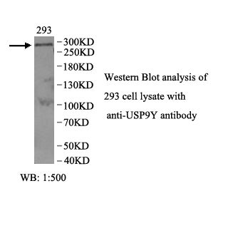 USP9Y Antibody
