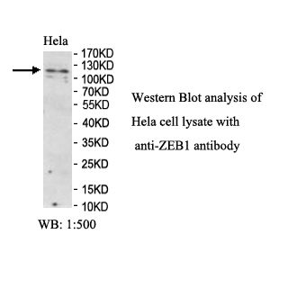 ZEB1 Antibody
