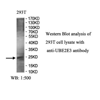 UBE2E3 Antibody