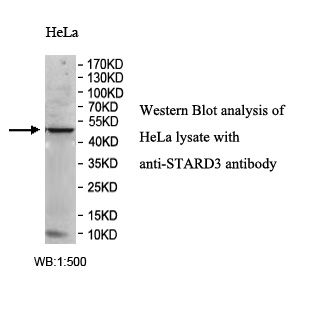 STARD3 Antibody