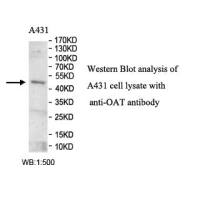 OAT Antibody