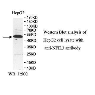 NFIL3 Antibody