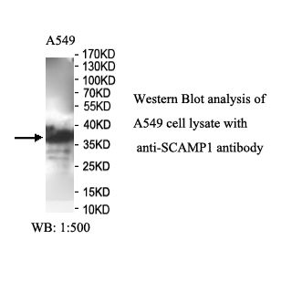 SCAMP1 Antibody