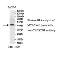 TACSTD1 Antibody
