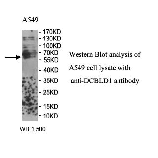 DCBLD1 Antibody