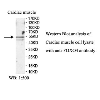 FOXO4 Antibody
