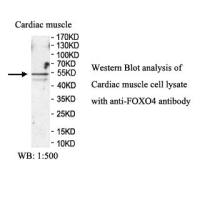 FOXO4 Antibody