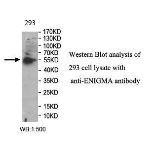 ENIGMA Antibody