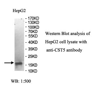 CST5 Antibody