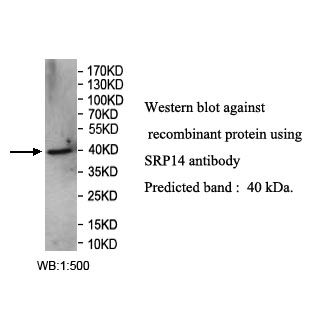 SRP14 Antibody