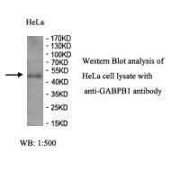 GABPB1 Antibody
