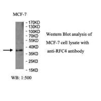RFC4 Antibody