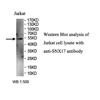 SNX17 Antibody