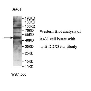 DDX39 Antibody