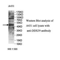 DDX39 Antibody