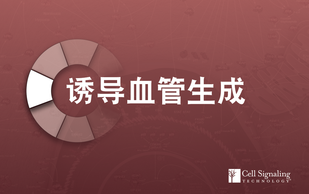 肿瘤隐秘的角落，解读血管新生通路 ：诱导血管生成