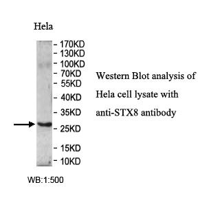 STX8 Antibody