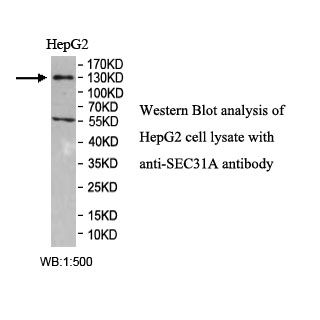 SEC31A Antibody