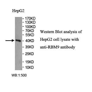 RBM9 Antibody