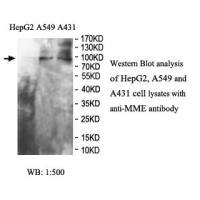MME Antibody