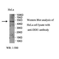 DDI1 Antibody