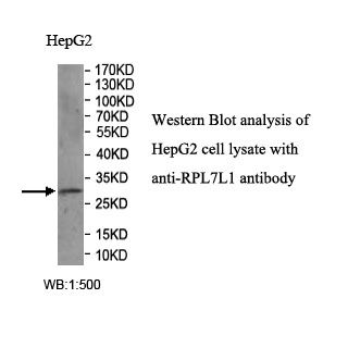 RPL7L1 Antibody
