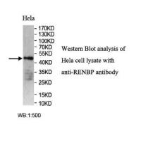 RENBP Antibody