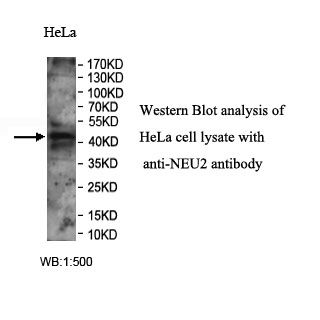 NEU2 Antibody