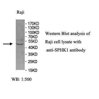 SPHK1 Antibody