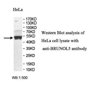 BRUNOL5 Antibody