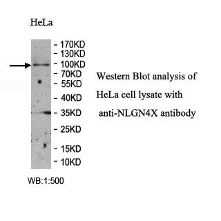 NLGN4X Antibody