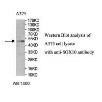 SOX10 Antibody