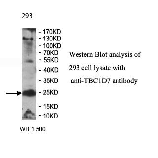 TBC1D7 Antibody