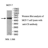 CS Antibody