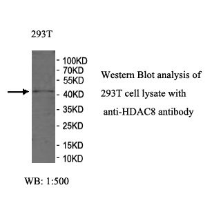 HDAC8 Antibody