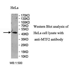MTF2 Antibody