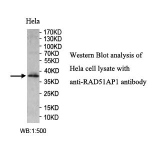 RAD51AP1 Antibody