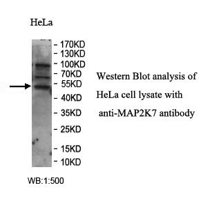 MAP2K7 Antibody