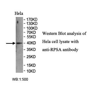 RPSA Antibody