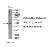 RPSA Antibody