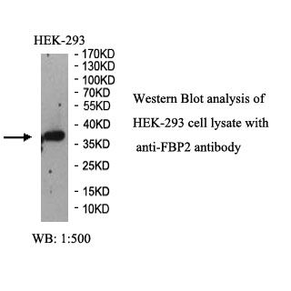FBP2 Antibody