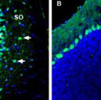 Invitrogen KIDINS220 Polyclonal Antibody
