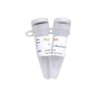 TDT末端转移酶(Terminal Deoxynucleotidyl Transferase)