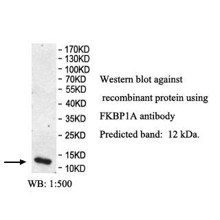 FKBP1A   Antibody
