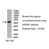 GSDMC Antibody