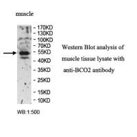 BCO2 Antibody