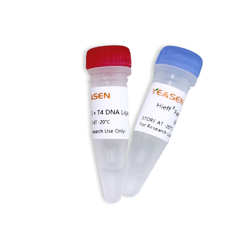 Hieff® Fast T4 DNA Ligase (400 U/µL)