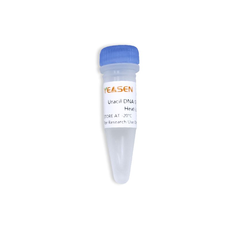 热敏UDG(尿嘧啶-DNA糖基化酶) 热敏UDG酶(Uracil DNA Glycosylas)