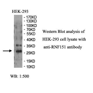 RNF151 Antibody