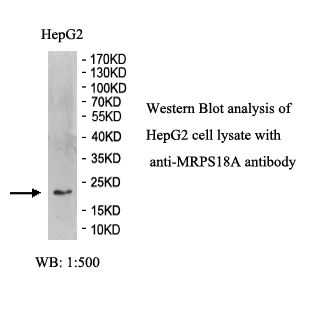 MRPS18A Antibody